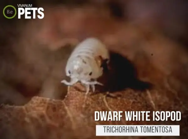 The Trichorhina tomentosa "Dwarf White Isopods" Care Guide