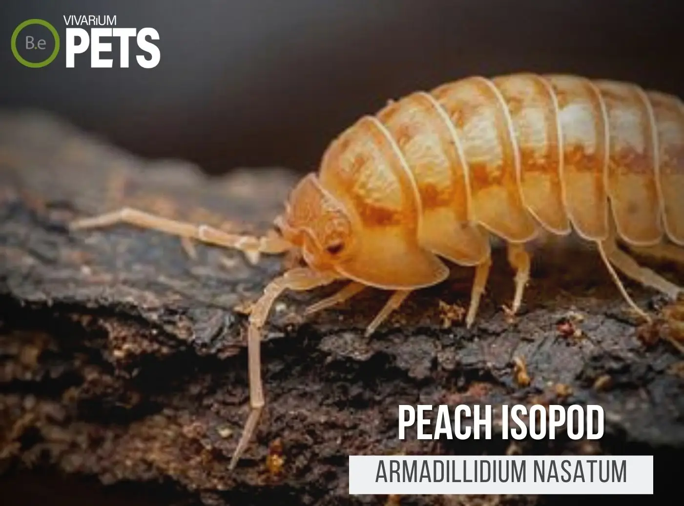 The Armadillidium nasatum "Peach Isopods" Care Guide!