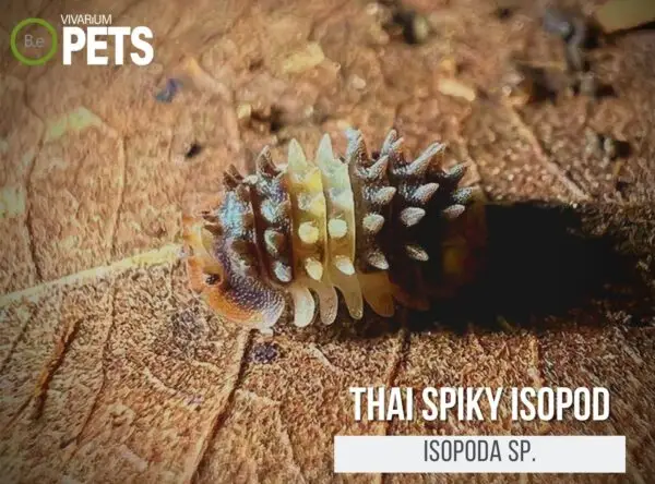 The Complete Thai Spiky Isopod (Isopoda sp.) Care Guide!