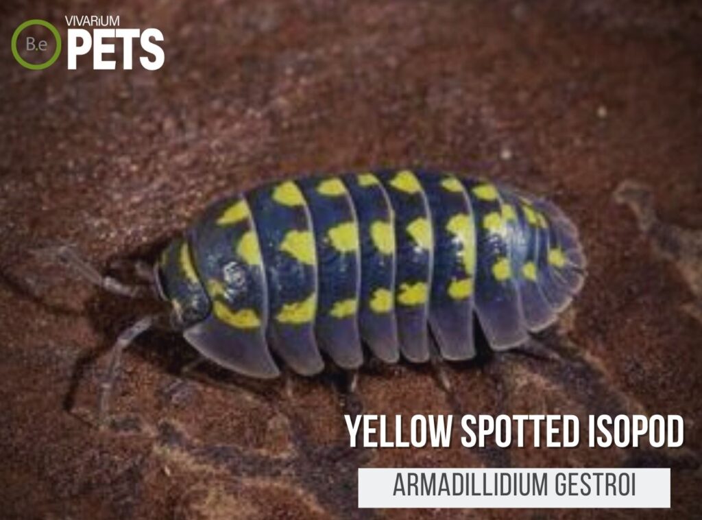 Armadillidium Gestroi "Yellow Spotted Isopods" Care Guide