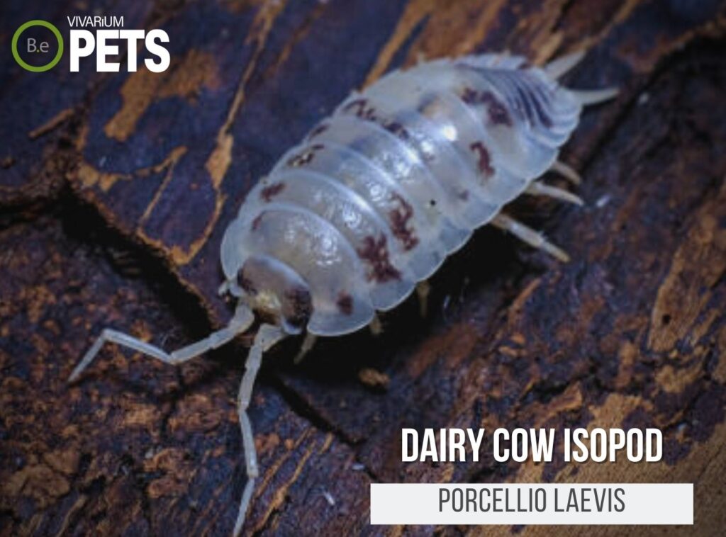 Porcellio Laevis "Dairy Cow Isopods" Complete Care Guide!