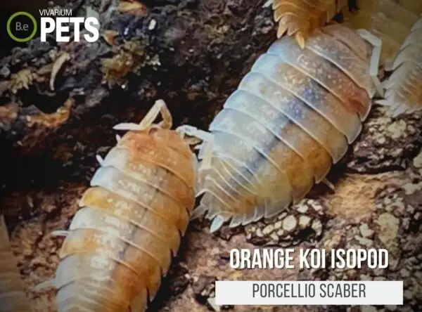 Porcellio scaber "Orange Koi Isopods" Complete Care Guide!