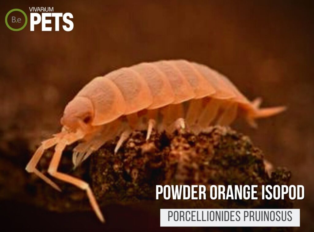 Porcellionides Pruinosus Powder Orange Isopods Care Guide