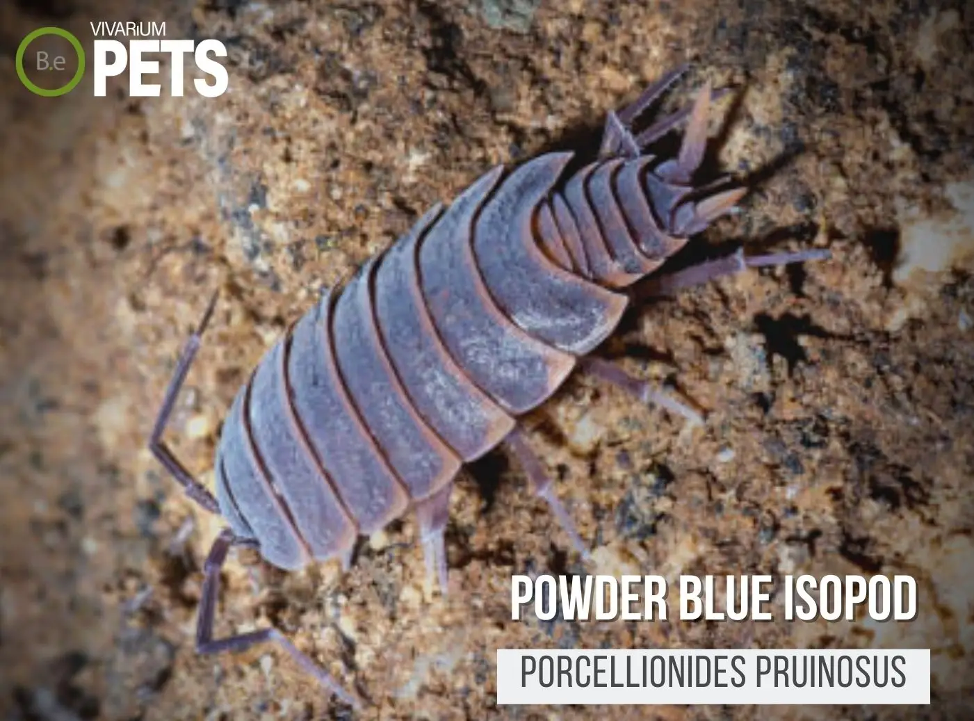 Porcellionides pruinosus "Powder Blue Isopods" | Care Guide