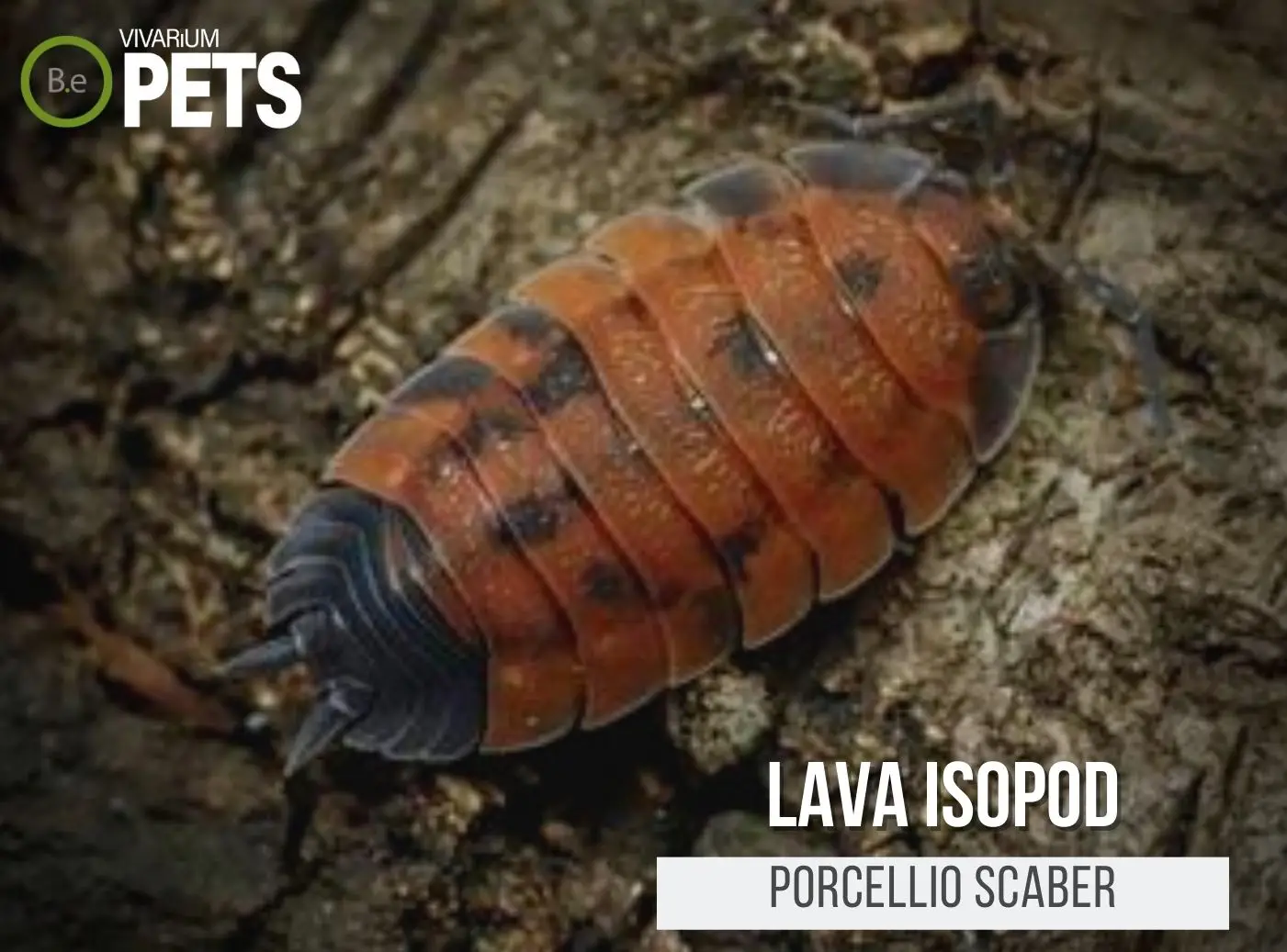 The Complete Porcellio scaber "Lava Isopods" Care Guide!