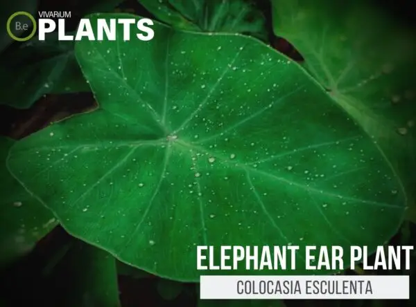 Colocasia esculenta "Elephant Ear Plant" | Plant Care Guide