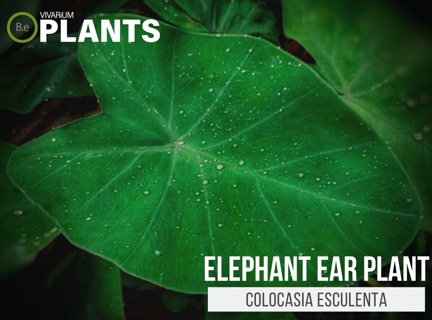 Colocasia Esculenta "Elephant Ear Plant" Plant Care Guide