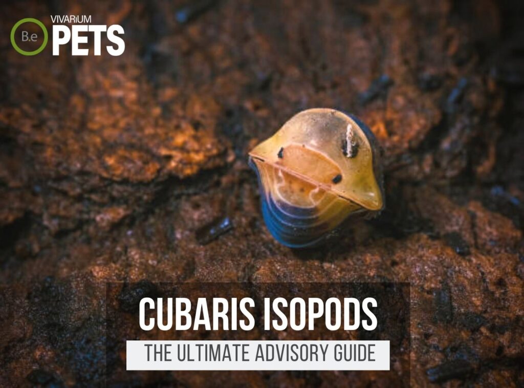 Cubaris Isopods 6 Things To Know BEFORE You Buy!