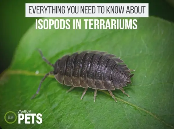 30+ Types Of Pet Isopods For Terrariums | Care & Setup