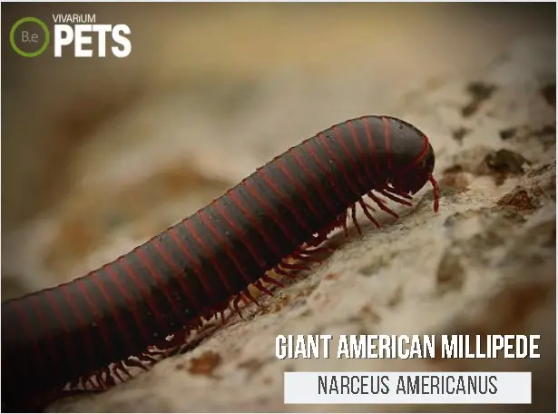 Narceus americanus "American Giant Millipede" Care Guide!