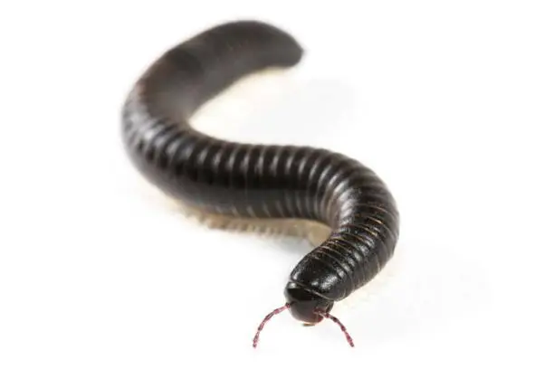 Benefits of giant millipedes.