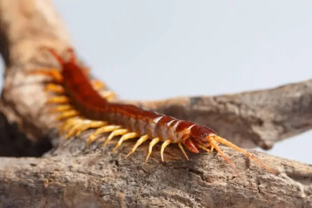 How to feed a centipede