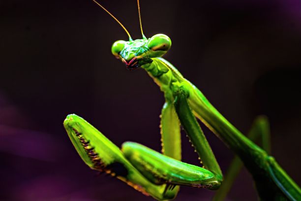 How to feed a praying mantis