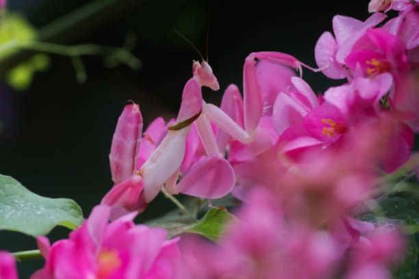 How to feed an orchid mantis