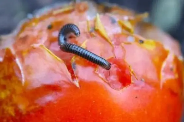 What Do Millipedes Eat?