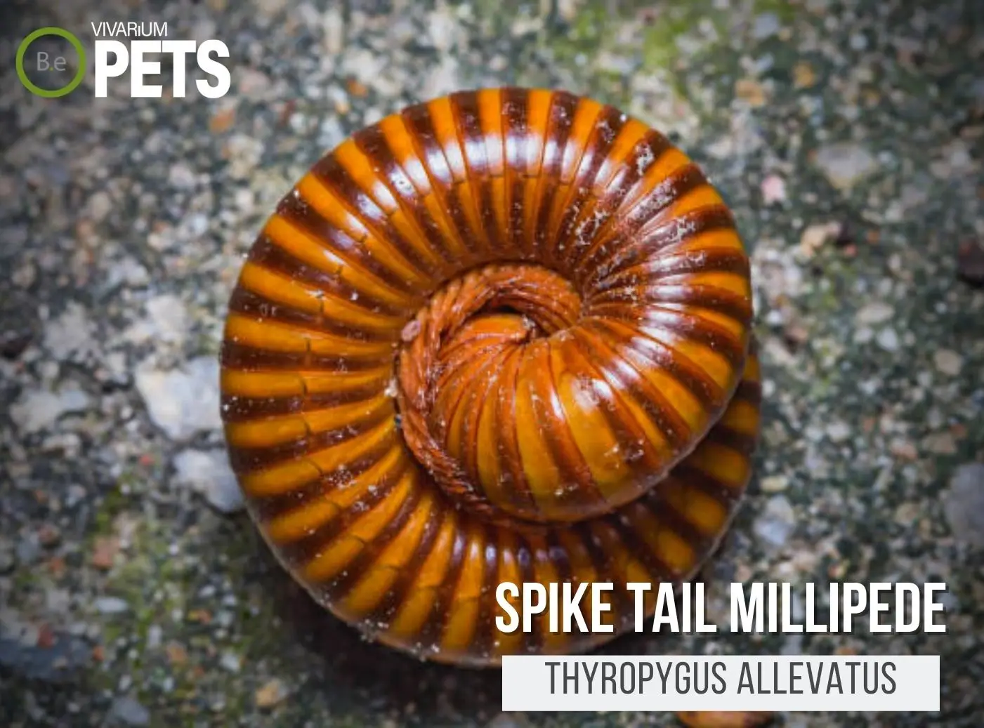 Thyropygus allevatus "Spike Tail Millipede" Care Guide