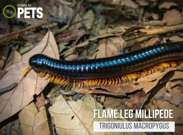 Trigoniulus macropygus "Flame Leg Millipede" Care Guide