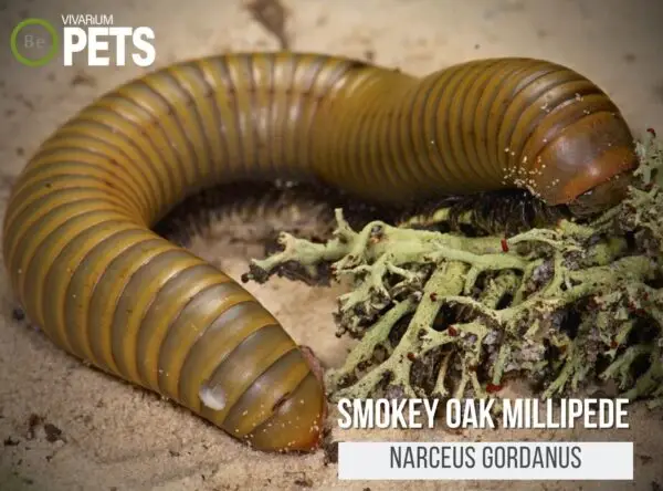 Narceus gordanus "Smokey Oak Millipede" Care Guide!