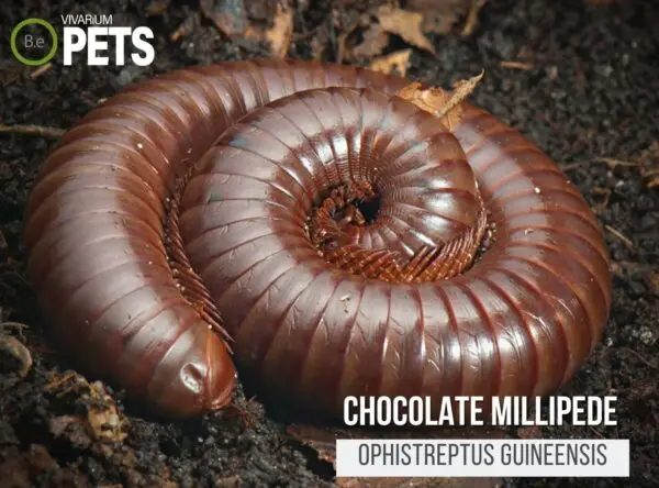 Ophistreptus guineensis "Chocolate Millipede" Care Guide!