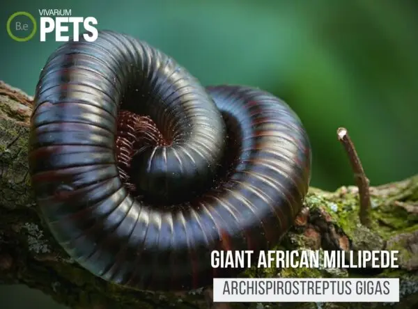 Caring For Giant African Millipede |Archispirostreptus gigas
