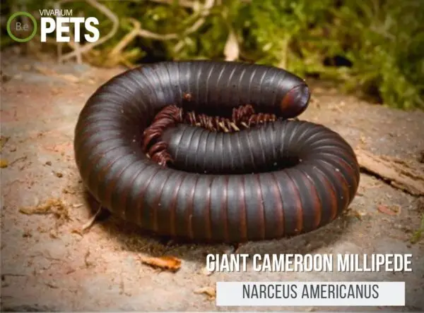 Cameroon Giant Black Millipede "Spiropoeus fischeri" Care
