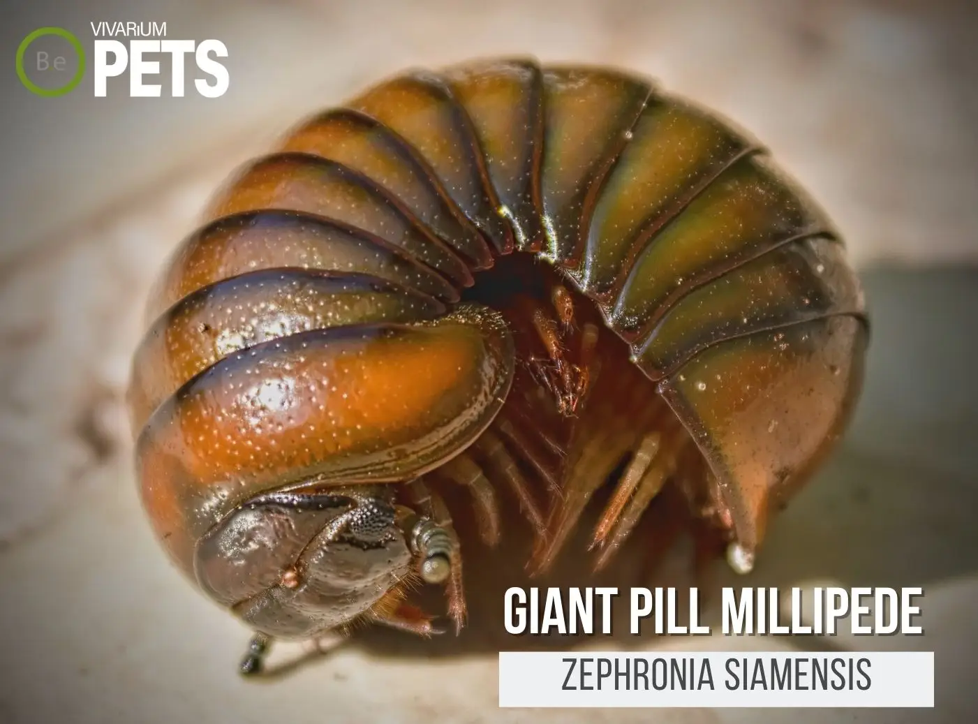 Zephronia siamensis "Giant Pill Millipede" Care Guide