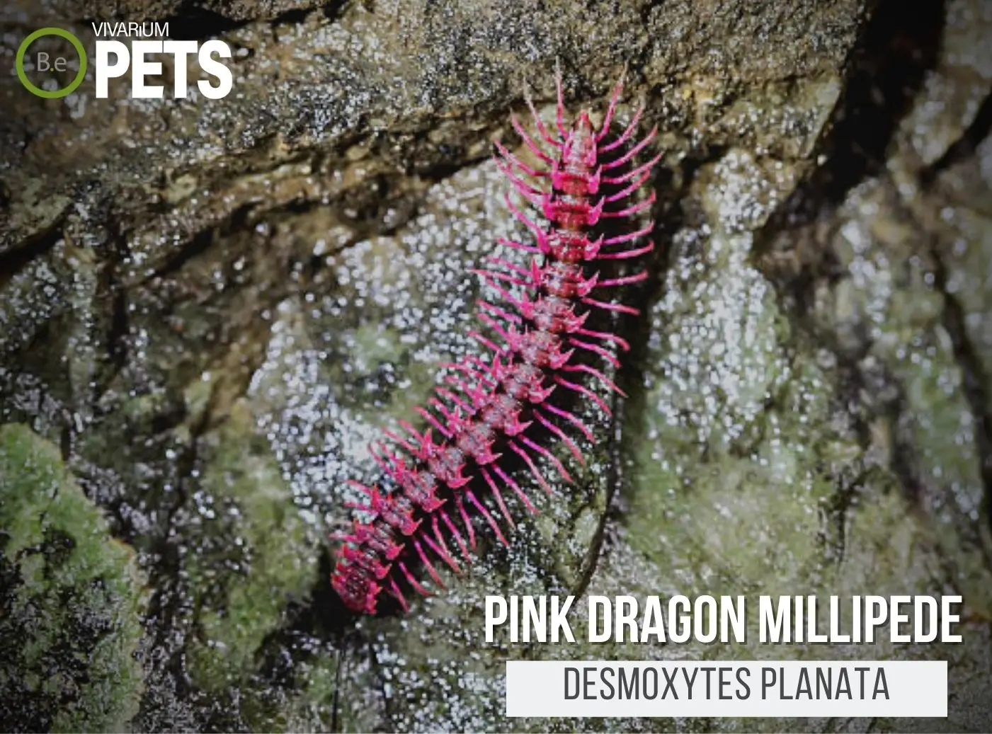 Desmoxytes Planata "Pink Dragon Millipede" Care Guide