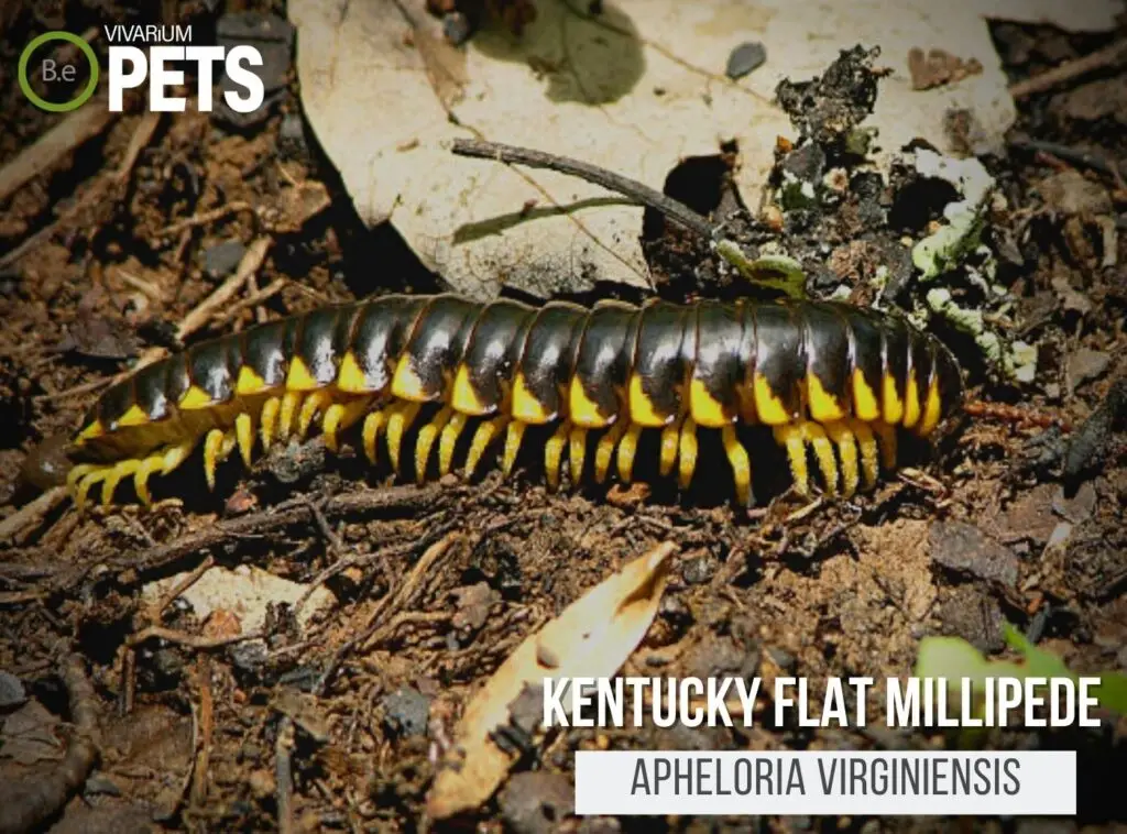 Apheloria virginiensis "Kentucky Flat Millipede" Care Guide