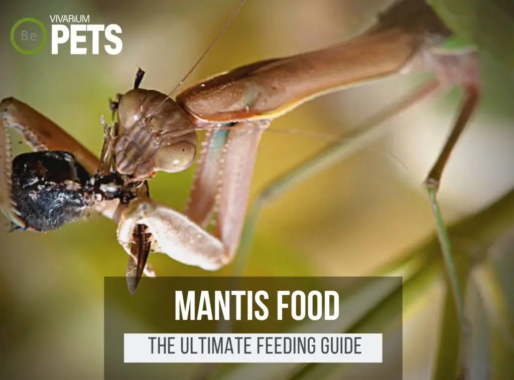 What Do Mantises Eat? | Best Mantis Food & Feeding Guide!