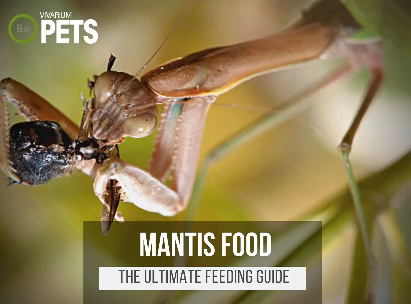 what-do-mantises-eat-best-mantis-food-feeding-guide