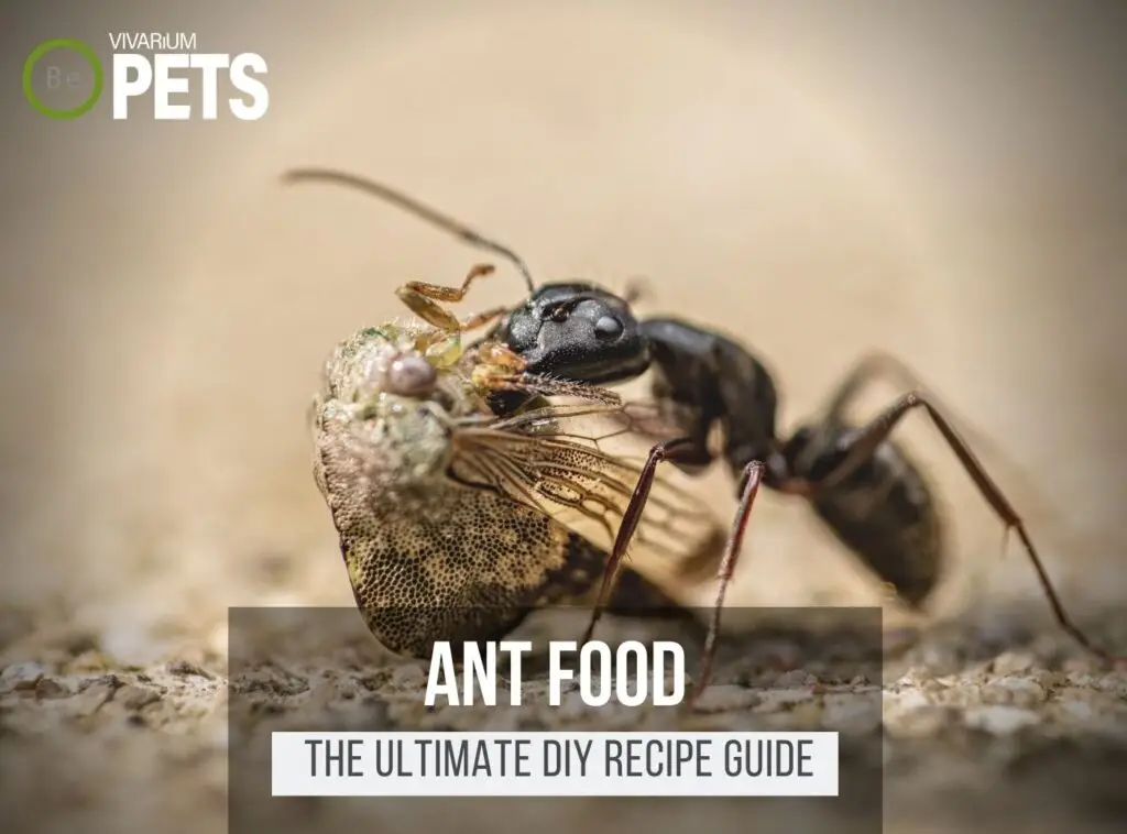 What Do Ants Eat? + The Ultimate DIY Ant Food Recipe!