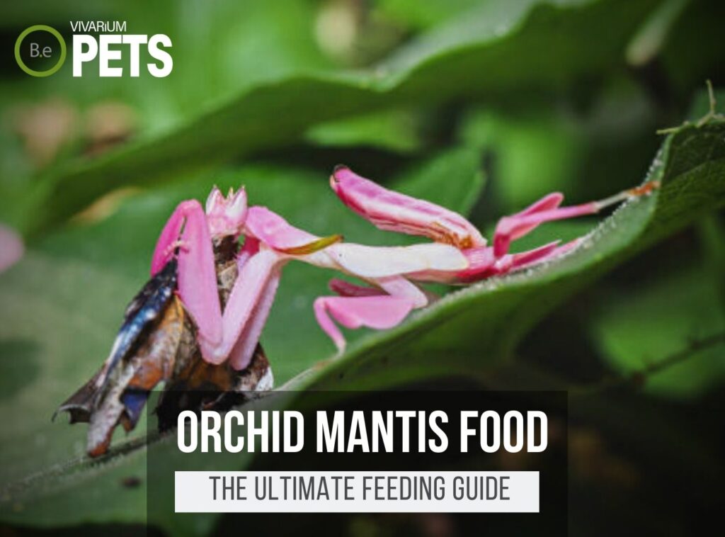 What Do Orchid Mantises Eat? | An Orchid Mantis Food Guide