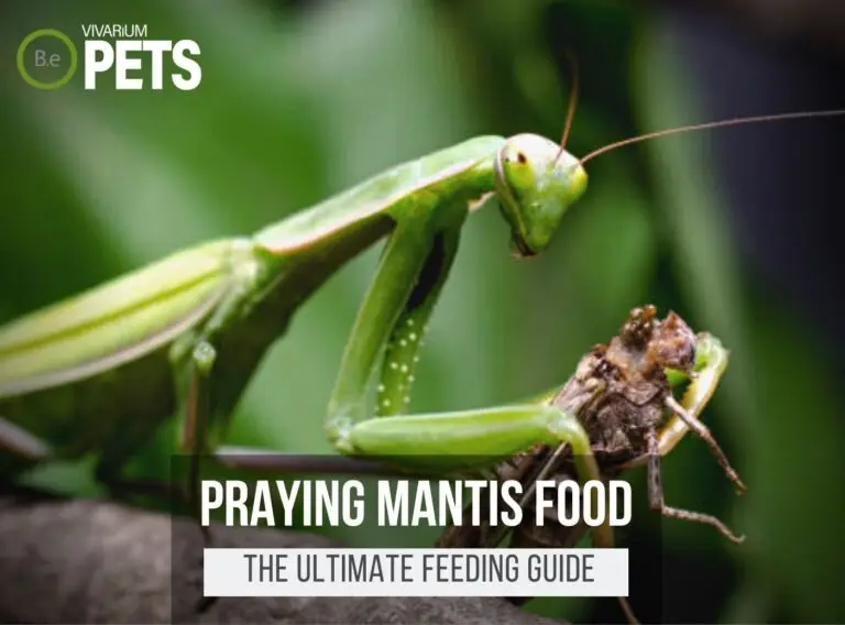 What Do Praying Mantises Eat? Praying Mantis Food Guide!