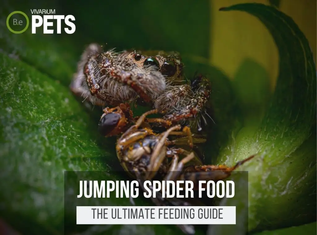 Keeping jumping spiders - quickly and easily explained! - Insektenliebe