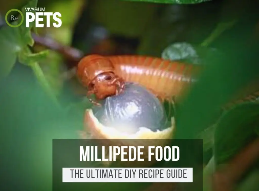The Ultimate DIY Millipede Food Guide | Best Food + Recipes