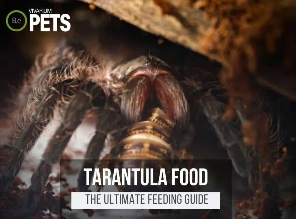 What Do Tarantulas Eat? | Best Pet Tarantula Food & Feeding!