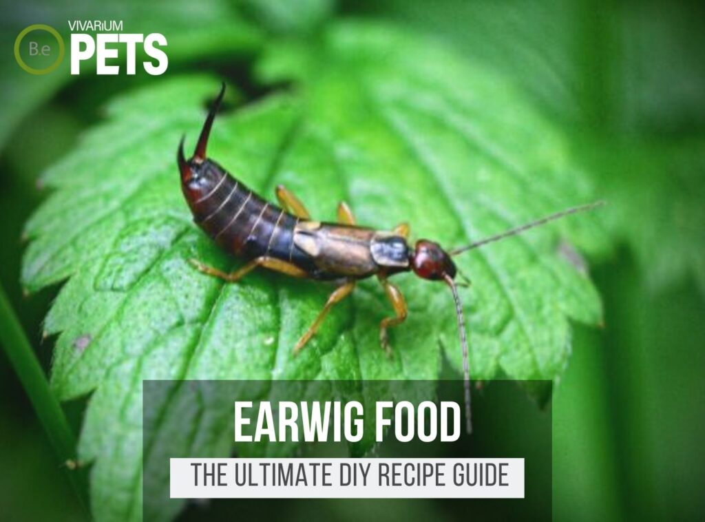 What Do Earwigs Eat? + A Fun DIY Earwig Food Recipe!