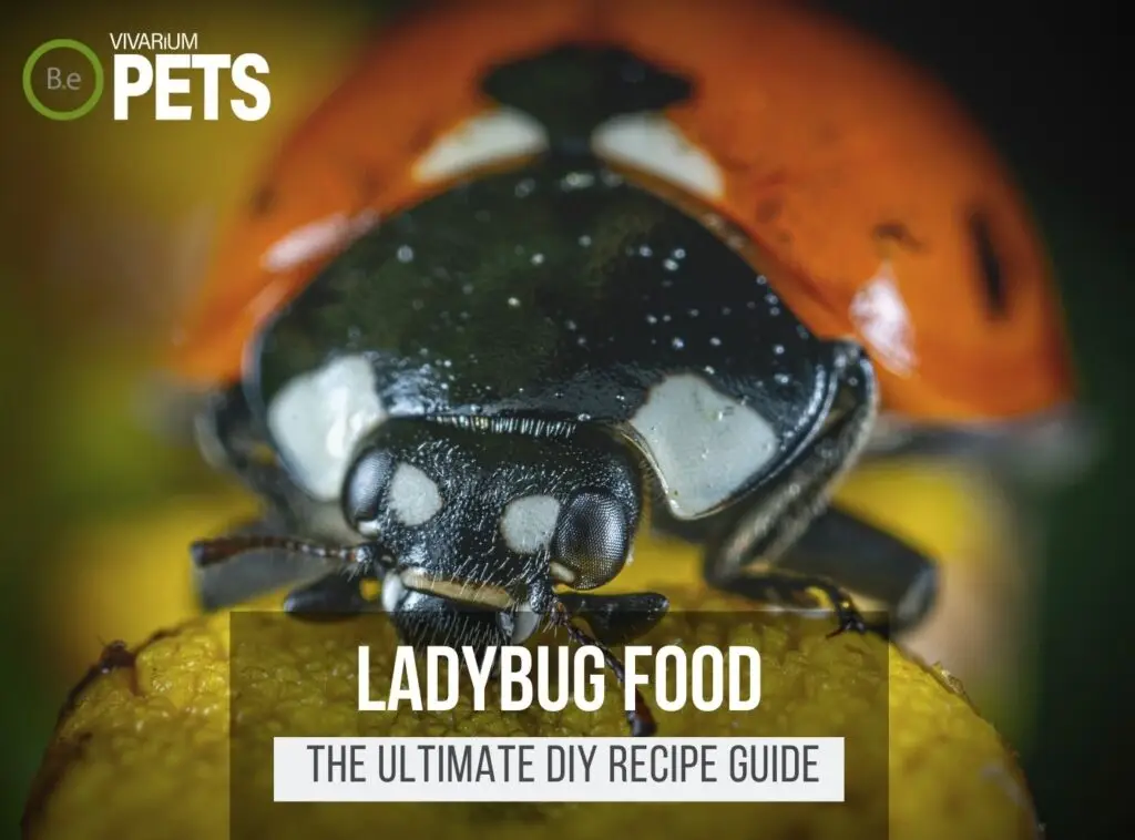 What Do Ladybugs Eat? | Best Ladybug Food + DIY Recipes!