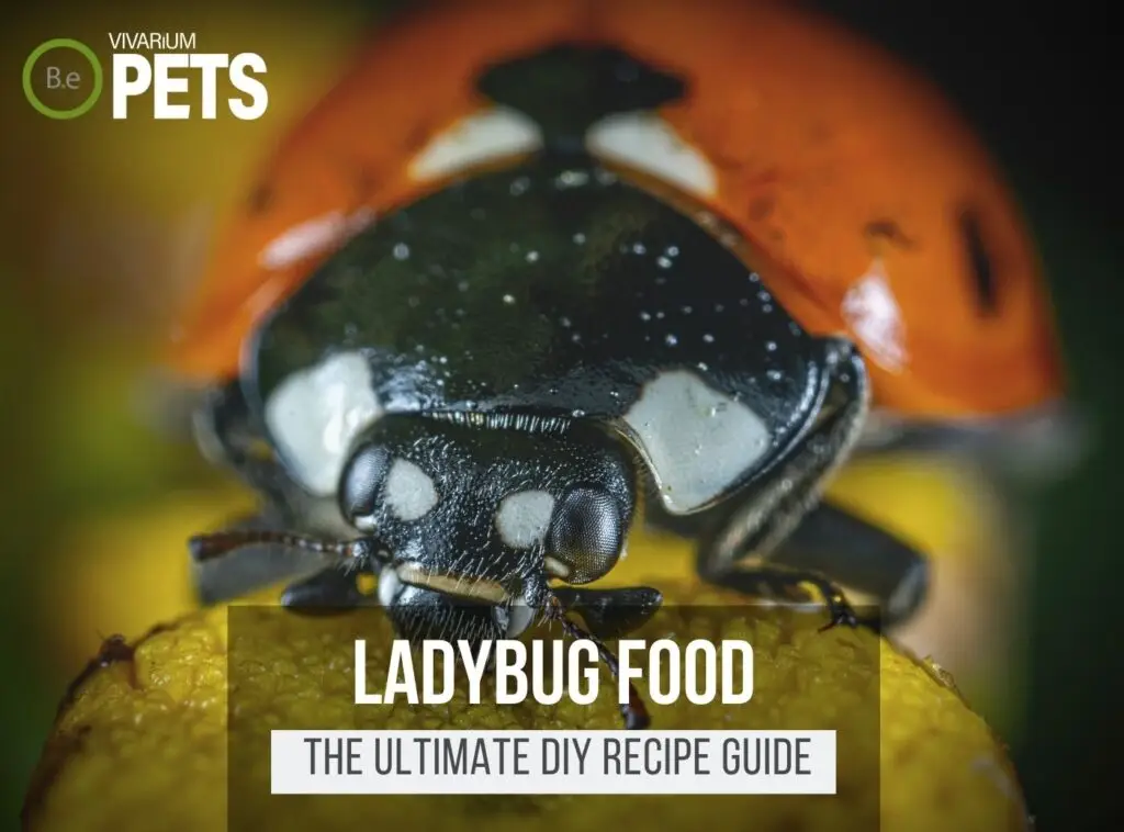 What Do Ladybugs Eat? + A Fun DIY Ladybug Food Recipe!