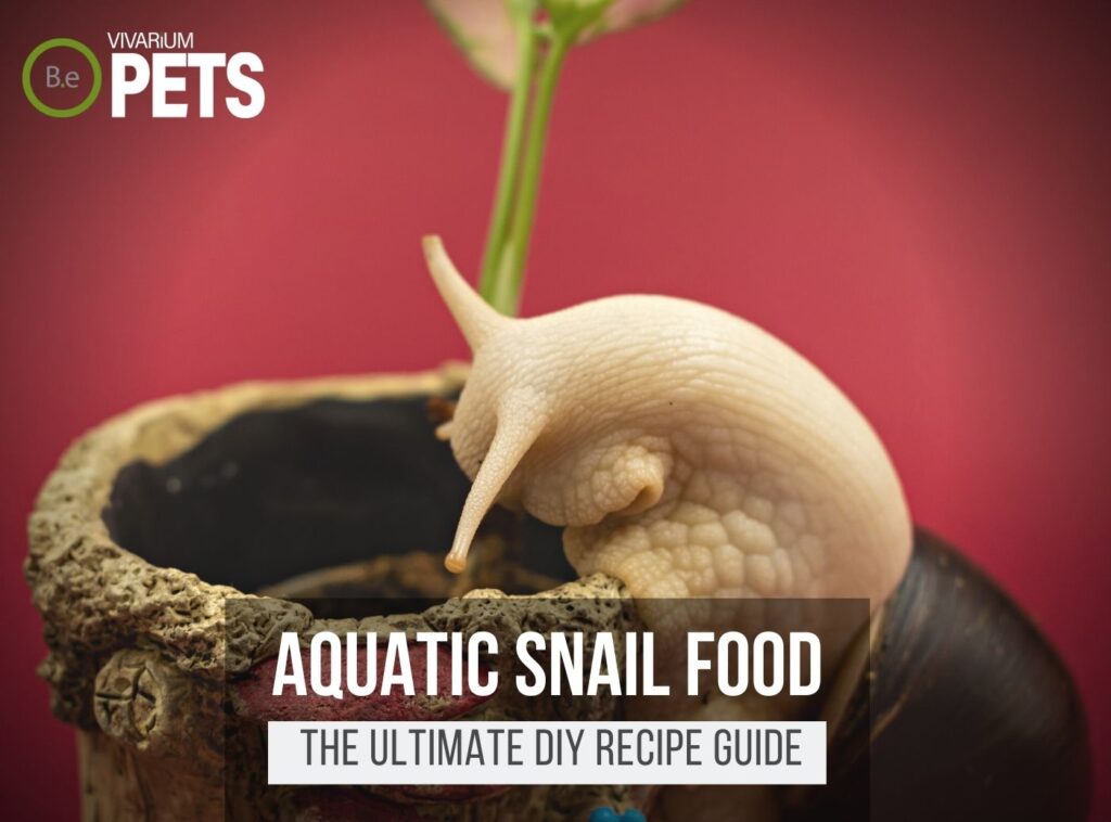 What Do Aquarium Snails Eat? + DIY Aquarium Snail Food