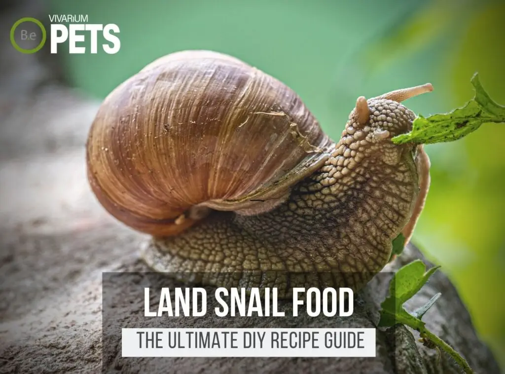 What Do Land Snails Eat? | Best Land Snail Food + Recipes