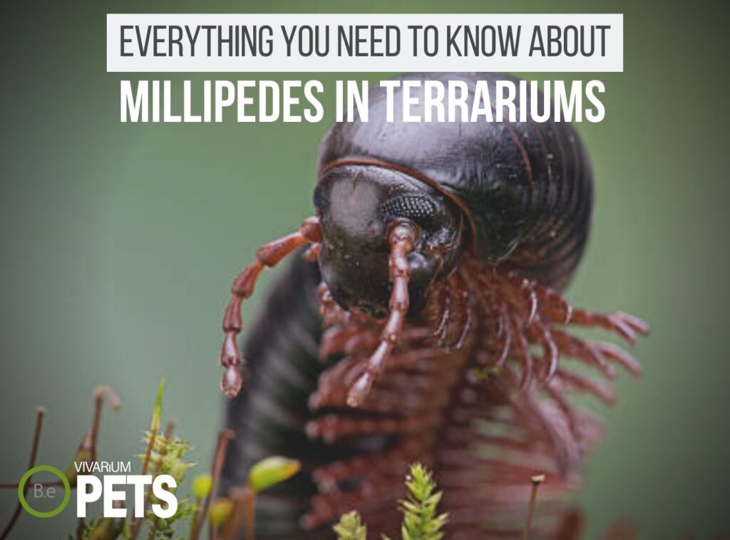 23+ Types Of Pet Millipedes For Terrariums Care & Setup Guide