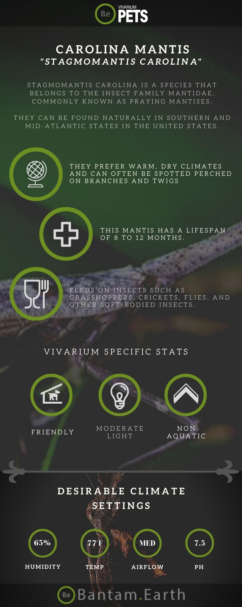 Carolina Mantis A Full Stagmomantis Carolina Care Guide!