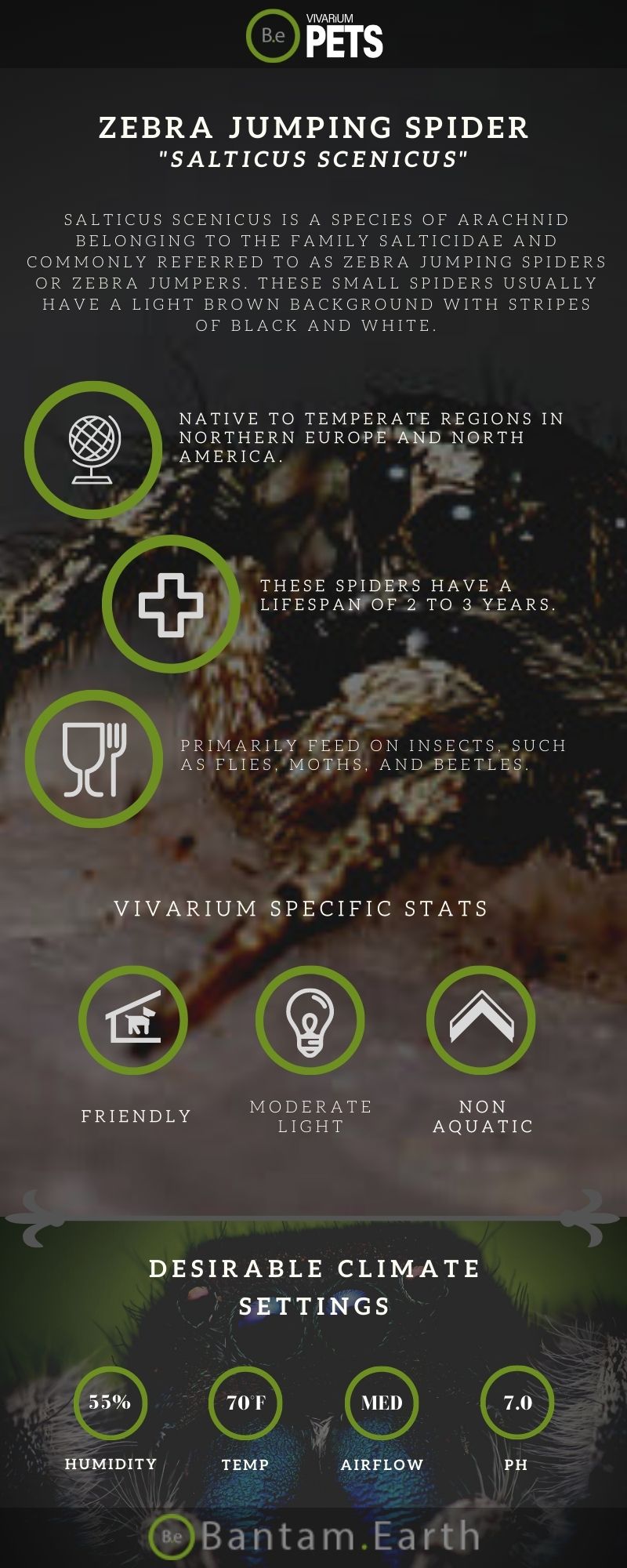 Zebra Jumping Spiders A Salticus Scenicus Care Guide!