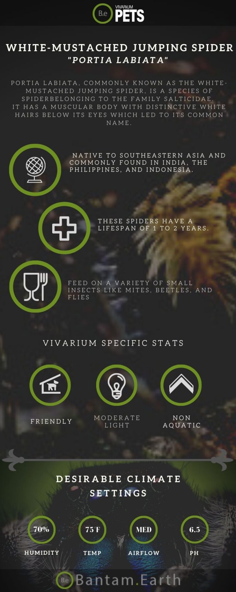 Portia Labiata WhiteMustached Jumping Spider Care Guide