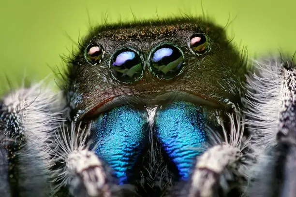 How To Setup A Jumping Spider Habitat