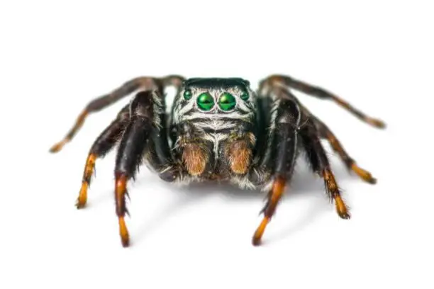 Benefits Of Jumping Spiders