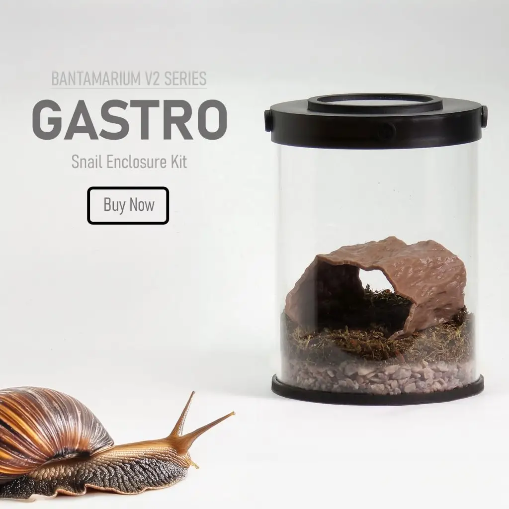 Customizable Land Snail Terrarium Kit | Bantam-V2 Gastro