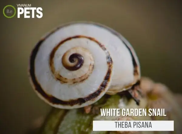 The Ultimate Theba Pisana "White Garden Snail" Care Guide