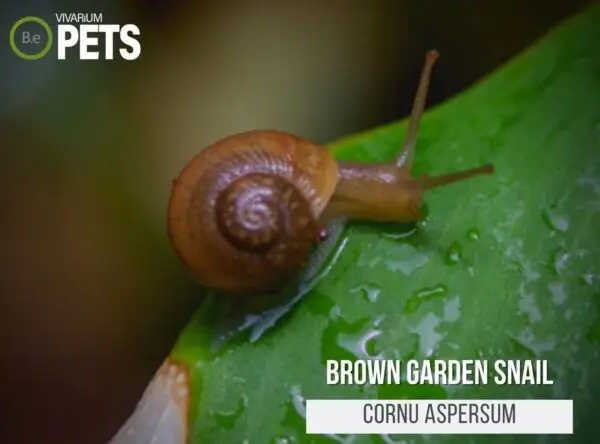 The Ultimate Cornu aspersum "Garden Snail" Care Guide